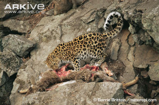 Illustration for article titled Caturday - Panthera pardus Edition
